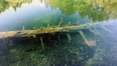 Fish in plitvice leak Video stock 93578501
