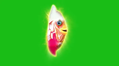 Fish Poland footage Stock Footage 259843461