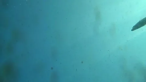 Fish in polluted water Vídeos de archivo 11238483