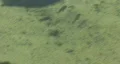 Fish In A Pond 01 HD Footage