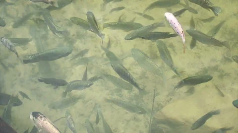 Fish In The Pond 010 Video stock 45110127