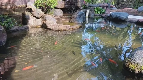 Fish Pond (1) Stock Footage 236356139