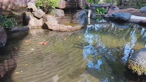 Fish Pond (2) Stock Footage 236358607