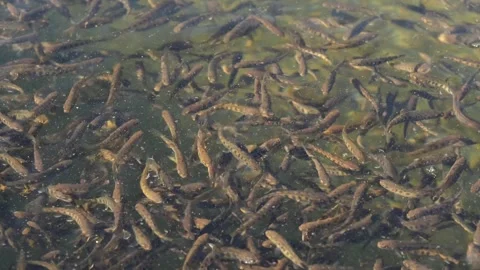 Fish in the pond 2 Stock Footage 294124305