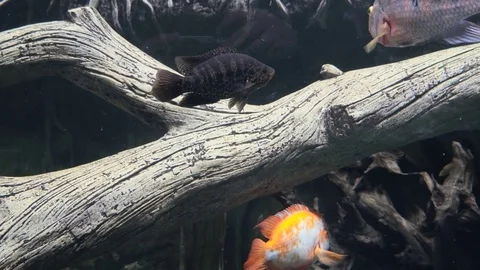 Fish in the pond. 4K 스톡 동영상 73546479