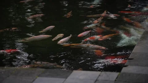 Fish in pond 91 Stock Footage 264574257