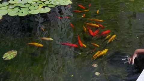 Fish Pond and Hand Stock Footage