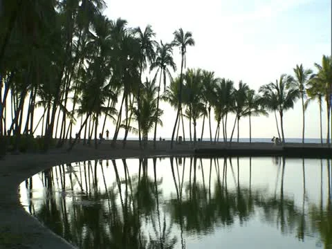 Fish Pond and Palm Trees Stock-Footage 22244576