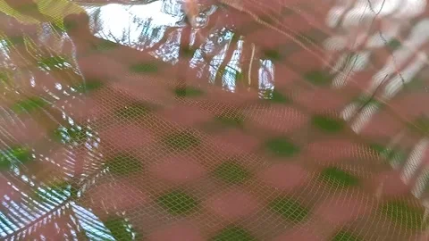 Fish in the pond and the reflection Stock Footage 168563179