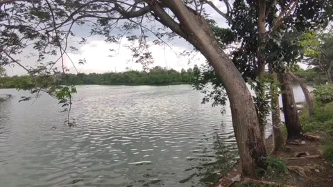 Fish pond and the wind Stock Footage 205694879
