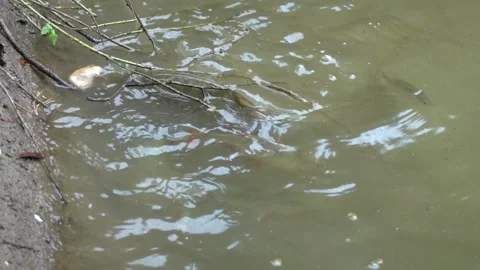 The fish in the pond are fed with thrown dry bread Vídeos de archivo 344010732