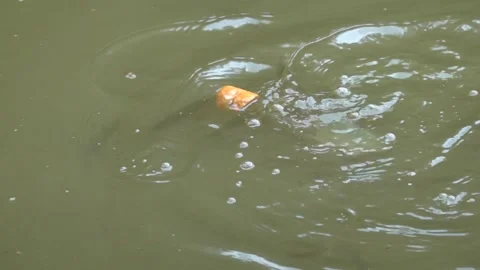 The fish in the pond are fed with thrown dry bread Vídeo Stock 344010811