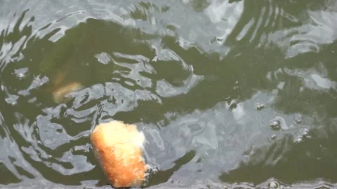 The fish in the pond are fed with thrown dry bread Vídeo Stock 344010832
