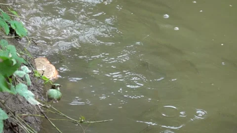 The fish in the pond are fed with thrown dry bread Видео 344010864