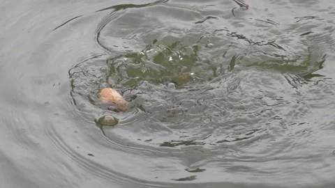 The fish in the pond are fed with thrown dry bread Видео 344011246