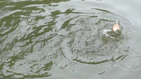The fish in the pond are fed with thrown dry bread 動画素材 344011315
