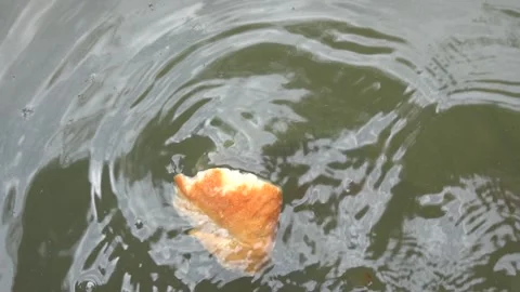 The fish in the pond are fed with thrown dry bread Vídeo Stock 344011337