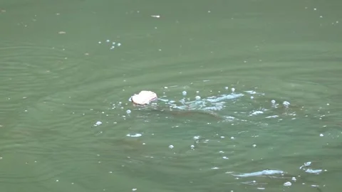 The fish in the pond are fed with thrown dry bread Vídeos de archivo 344011615
