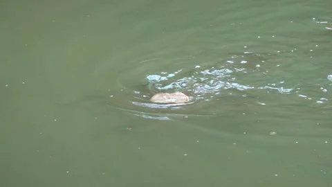 The fish in the pond are fed with thrown dry bread Vidéo 344011854