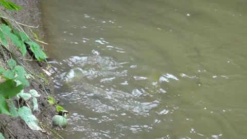 The fish in the pond are fed with thrown dry bread Vídeo Stock 344011986