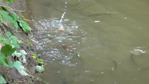 The fish in the pond are fed with thrown dry bread Vídeo Stock 344035427