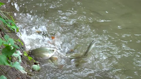 The fish in the pond are fed with thrown dry bread Видео 344035712