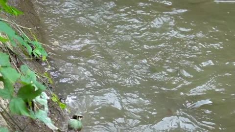 The fish in the pond are fed with thrown dry bread Stockbeeldmateriaal 344036008