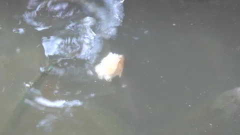 The fish in the pond are fed with thrown dry bread Vídeos de archivo 344036371