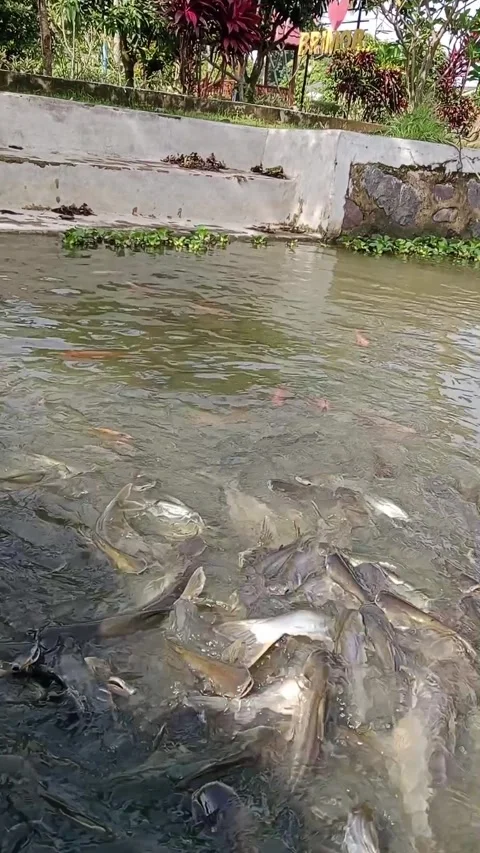 The fish in the pond are gathering, which can calm the soul Stock Footage 300783368