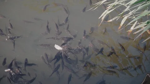 Fish in the pond, bask in the sun and eat bread in slow motion Stock Footage 129092452