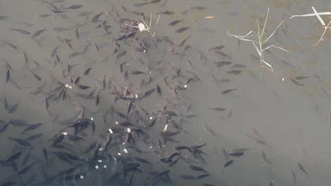 Fish in the pond, bask in the sun and eat bread Stock Footage 129096756