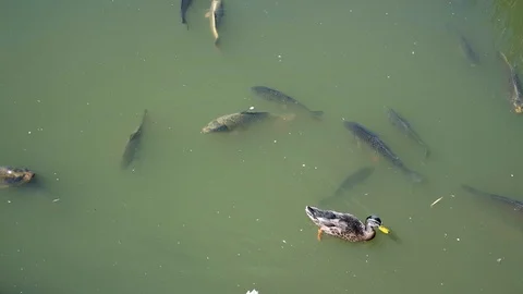 Fish pond carp and ducks Stock-Footage 93608501