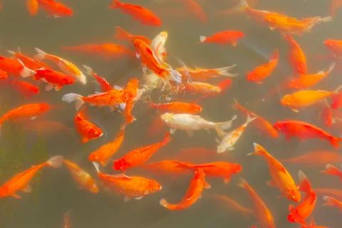 Fish pond carp Stock Photos