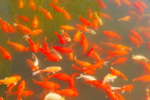 Fish pond carp Stock Photos