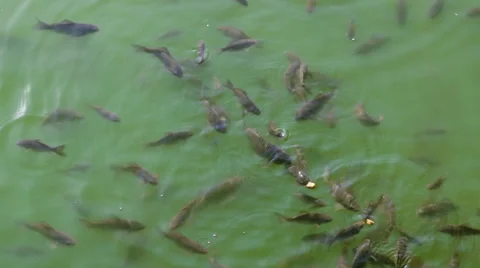 Fish in the pond chasing food Video stock 50553327