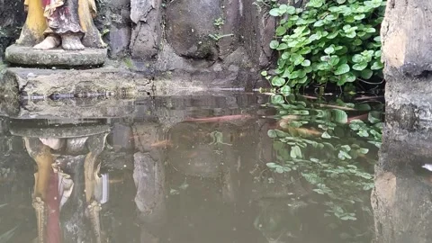 Fish pond in the corner of the school Stock Footage 313252671