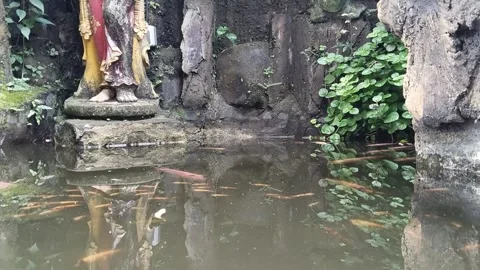 Fish pond in the corner of the school Stock Footage 313252703