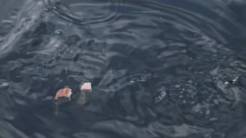 Fish in a pond eat bread, thrown by people into the water, close-up. Stock Footage 162243168