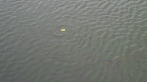 Fish in the pond eating dandelion Stock Footage 154371029