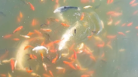 Fish in the pond eats bread, top view, school of fish, slow motion Stock Footage 99137524