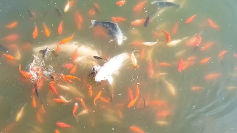 Fish in the pond eats bread, top view, school of fish 動画素材 99225752