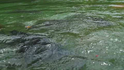 Fish in the pond, feeding process Stock Footage 209617382
