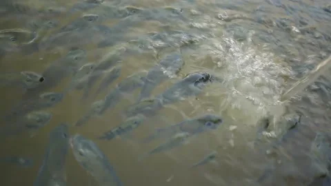Fish in a pond feeding on the water source Stock Footage 151360956