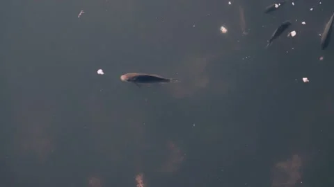 Fish in the pond, fish swims in the river. Stock Footage 139722139