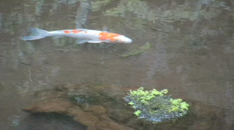 Fish in a pond Stock Footage 145759