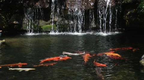 Fish pond Stock Footage 789495