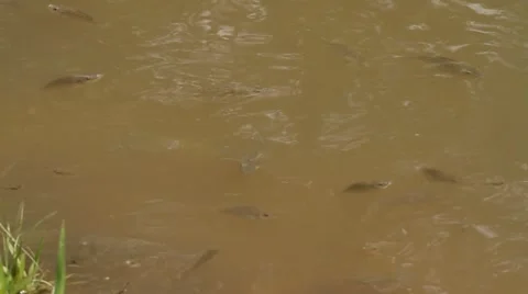 Fish in a pond Stock Footage 10806138