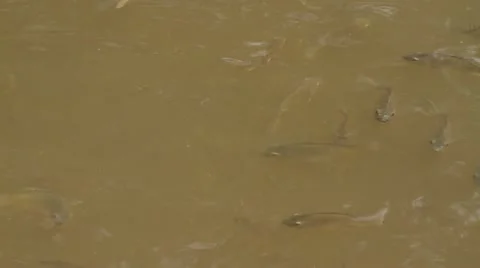 Fish in a pond Stock Footage 10806850