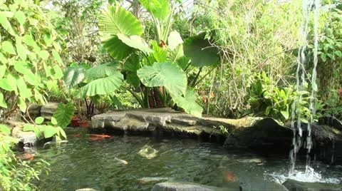 FISH IN POND Stock Footage 10875847