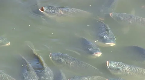 Fish in a pond Stock Footage 12373319